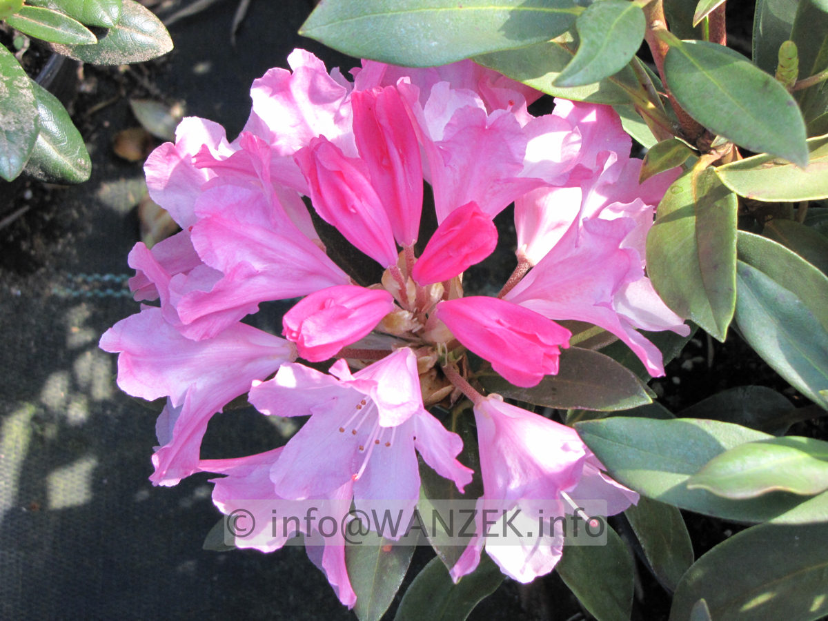 Rhododendron yakushimanum Pink Cherub 2.JPG